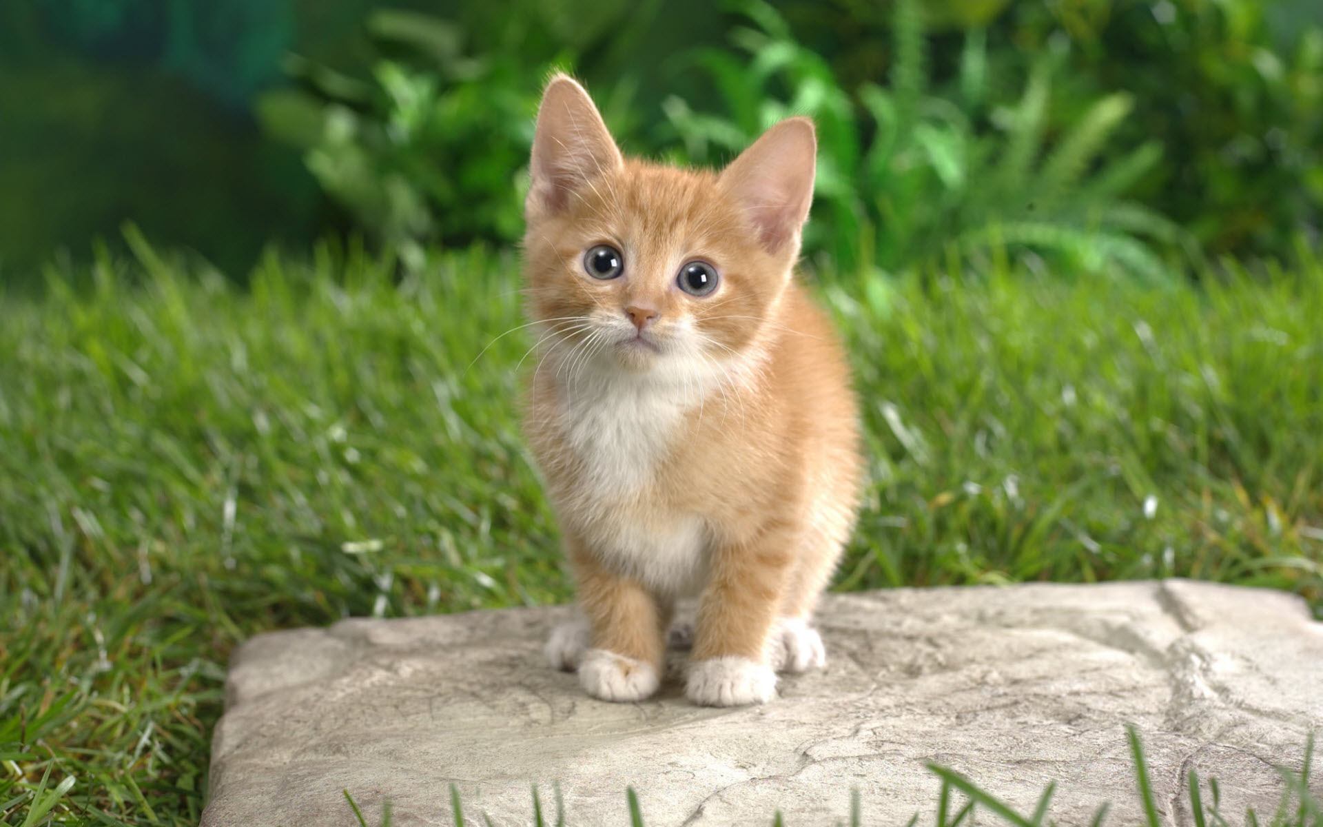 Curious Tabby Kitten9280012966 - Curious Tabby Kitten - Tabby, Kitten, Dogs, Curious